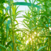 Sugarcane Plates