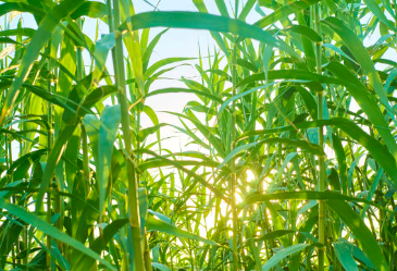 Sugarcane Plates