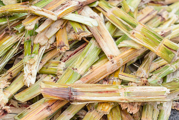 Sugarcane Plates